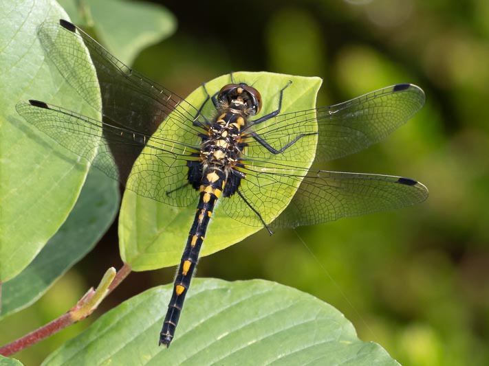 Leucorrhinia dubia (Small Whiteface) female.jpg